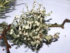 Ramalina calicaris