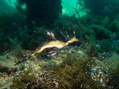 Phyllopteryx taeniolatus