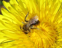 Andrena ventralis