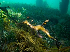 Phyllopteryx taeniolatus