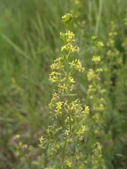 Galium capense