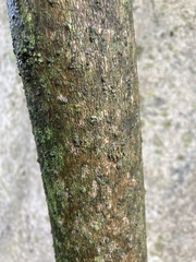Tracheophyta