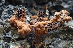 Metatrichia