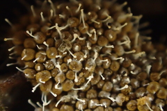 Polycephalomyces tomentosus