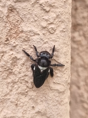 Xylocopa caffra