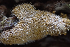 Polycephalomyces tomentosus