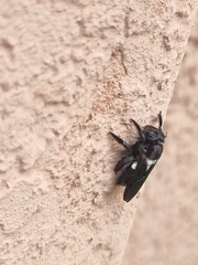 Xylocopa caffra