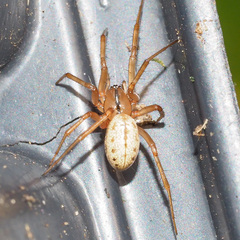 Stemonyphantes lineatus