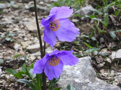 Meconopsis huanglongensis