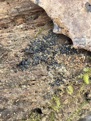 Rosellinia