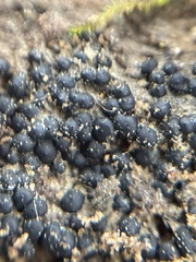Rosellinia