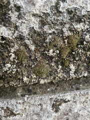 Bryophyta