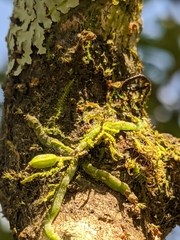 Taeniophyllum scaberulum
