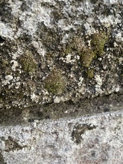 Bryophyta