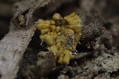 Polycephalomyces tomentosus