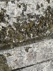 Bryophyta