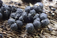 Rosellinia