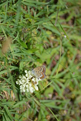 Plebejus idas