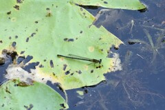 Ischnura pruinescens