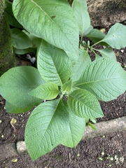 Tracheophyta