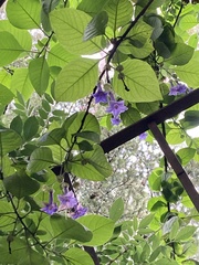 Tracheophyta
