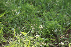 Nothoscordum gracile