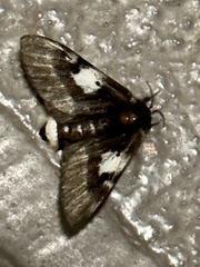 Nataxa flavescens