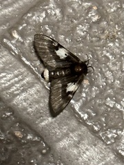 Nataxa flavescens