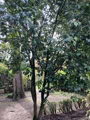 Tracheophyta