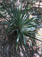 Yucca gloriosa