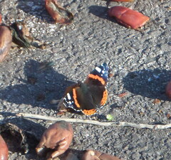 Vanessa atalanta atalanta