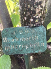 Boehmeria macrophylla