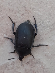 Ablattaria laevigata