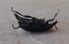 Ablattaria laevigata