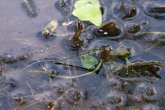 Ischnura pruinescens