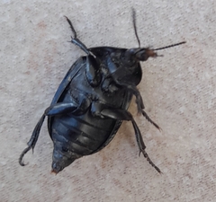 Ablattaria laevigata