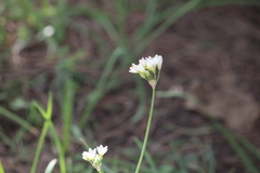 Nothoscordum gracile