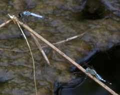 Aethriamanta gracilis