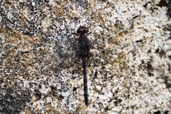 Bradinopyga geminata