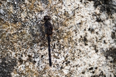 Bradinopyga geminata