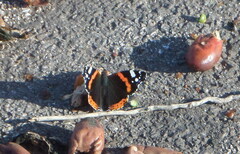Vanessa atalanta atalanta