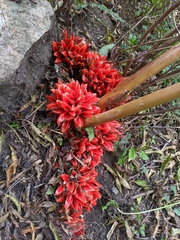 Zingiber chrysanthum