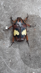 Pedinorrhina trivittata
