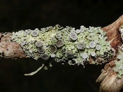 Physcia leptalea