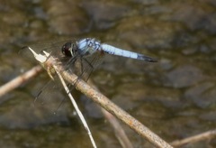 Aethriamanta gracilis