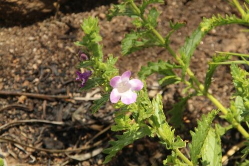 Dasymalla teckiana · iNaturalist