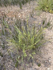 Pimelea stricta