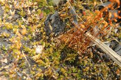 Funaria hygrometrica