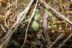 Riccia cartilaginosa