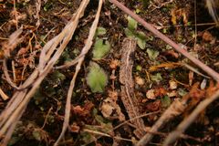 Riccia cartilaginosa